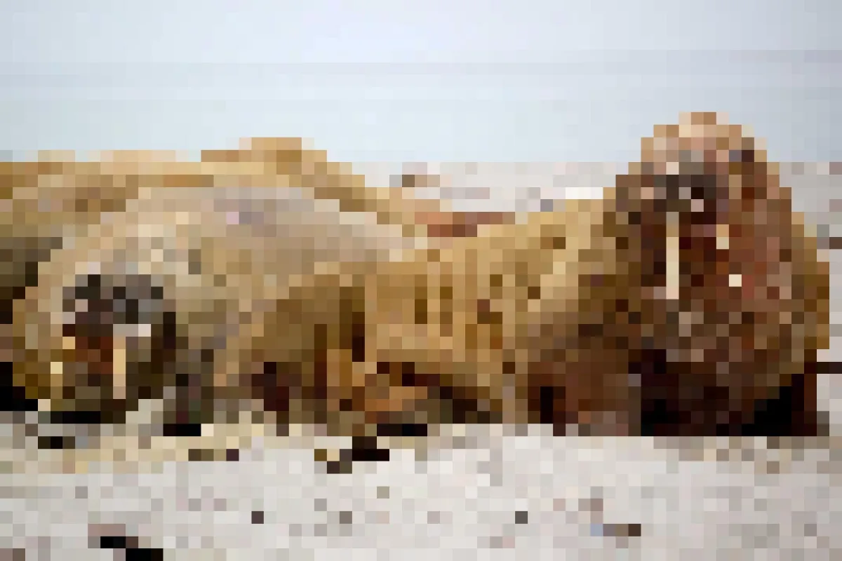 After: Pixelate Image · 1600×1067